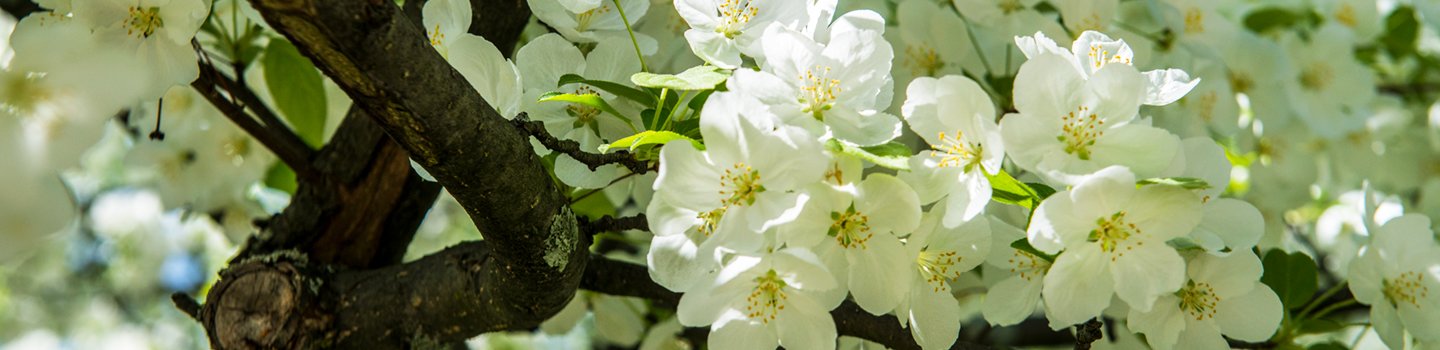 Spring at Utica College