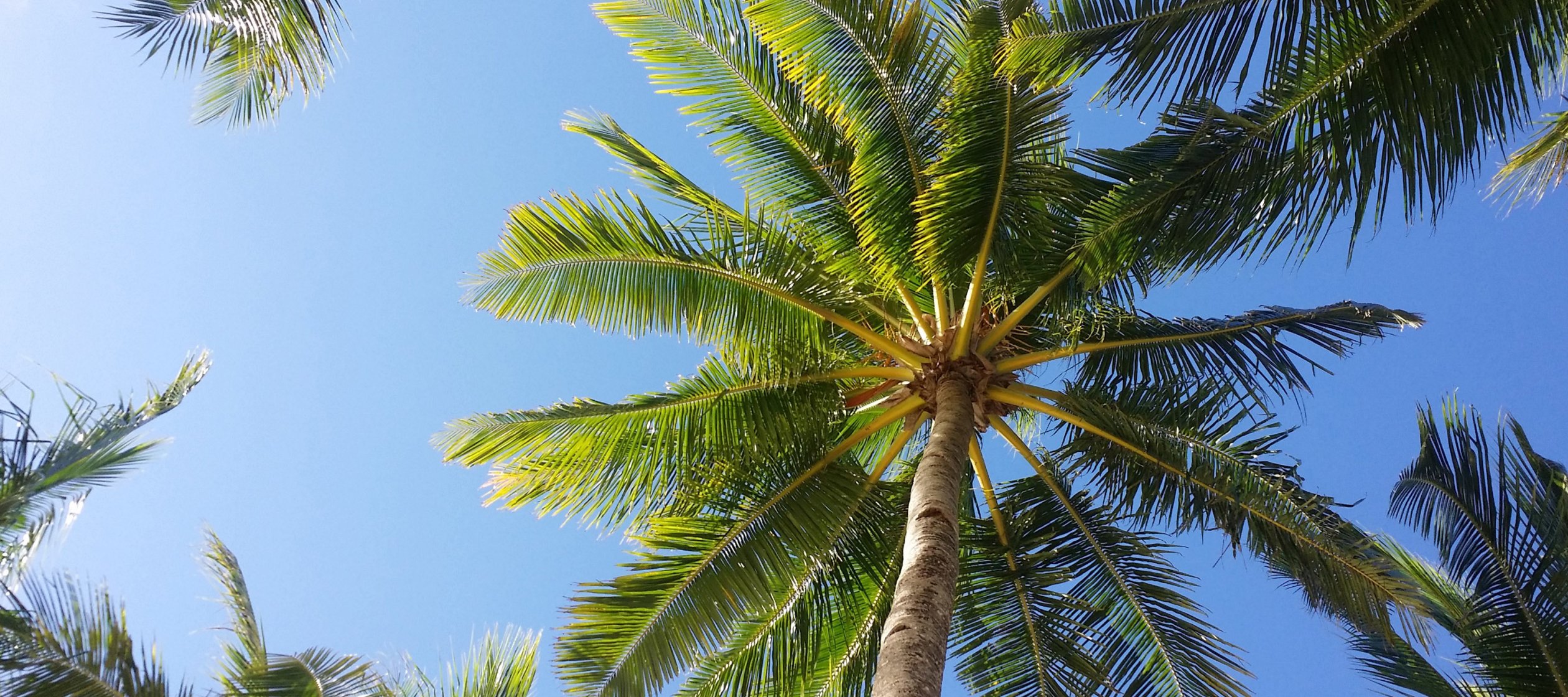 Group of palm trees against a blue sky.