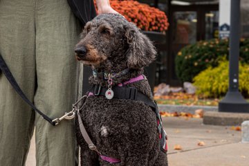 Black service dog named Penny stands next to a woman in green pants.